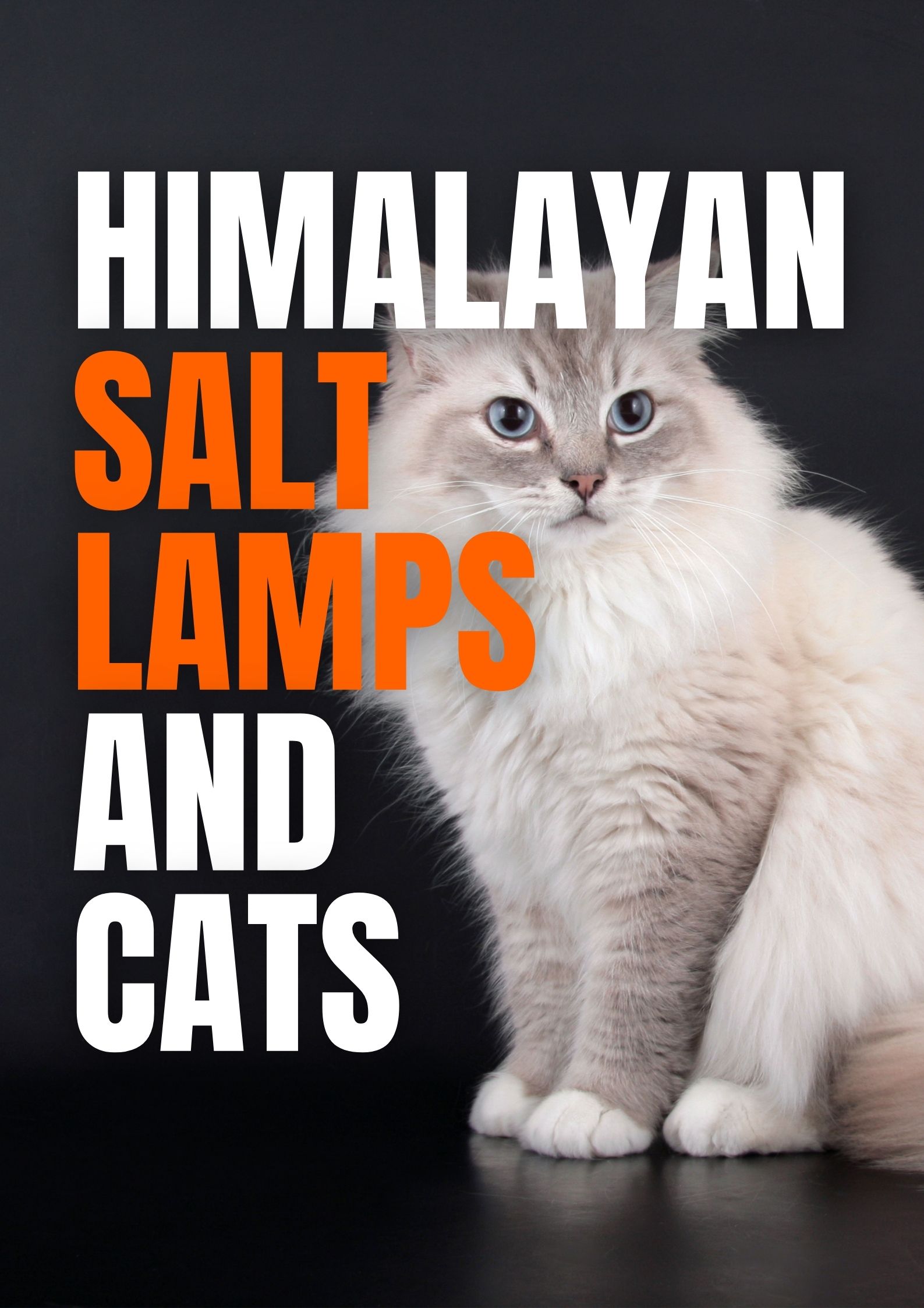 Himalayan Salt Lamps and Cats